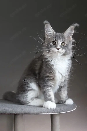Elegante Maine Coon Kätzin Blue-Tabby White 13 Wochen