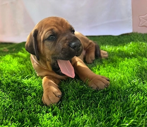 Dobermann Mix Welpen