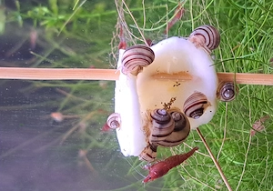 Aquariumschnecke Asolene Spixi