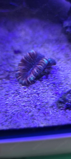 lobophyllia meerwasser Aquarium 