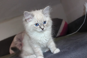 Reinrassige Ragdoll Kitten
