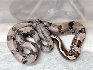 Boa constrictor constrictor Guyana F2 