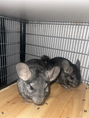 Chinchilla pärchen sucht neues zuhause 