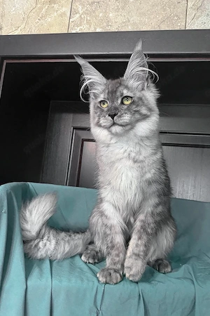 Eine liebe Maine-Coon-Katze (7 Monate alt) sucht ein liebevolles neues Zuhause. Black Smoke.