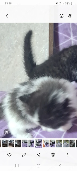 Katzen babys 8 Wochen alt  Bild 3