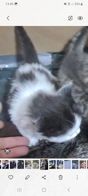 Katzen babys 8 Wochen alt  Bild 2