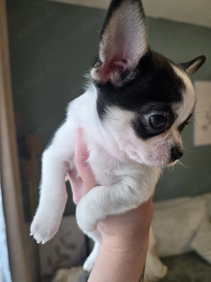 Reinrassige Chihuahua welpe
