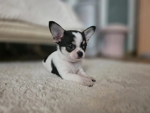 Reinrassige Chihuahua welpe