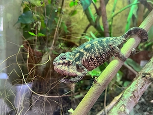 Pantherchamäleon Weibchen