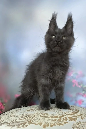 Stattlicher Maine Coon Junge Sanftmütiger Riese in Blue 14 Wochen