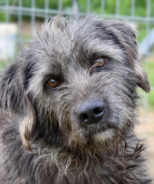 TROY sucht seine Familie 