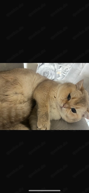 BKH Deckkater