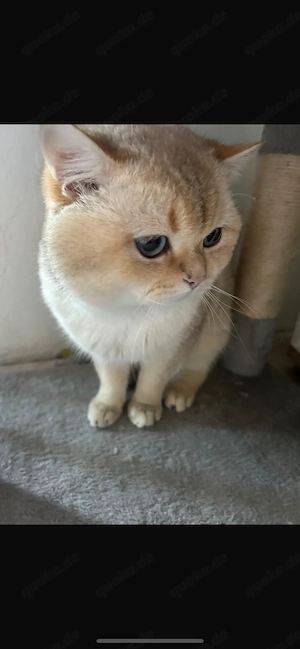 Wunderschöner Bkh Kater