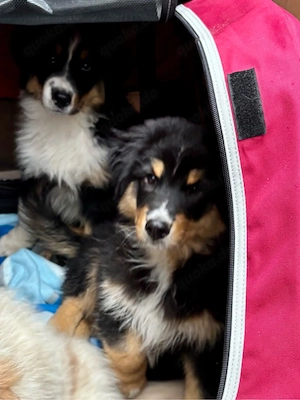Australian Shepherd Welpen