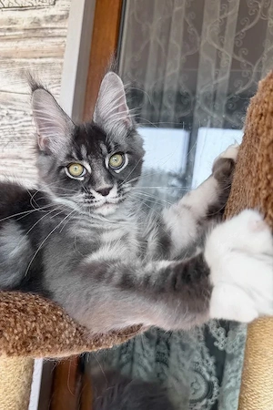 Edler Maine Coon Junge  Blue Bicolor  4 Monate  Sanft & Ruhig Bild 3