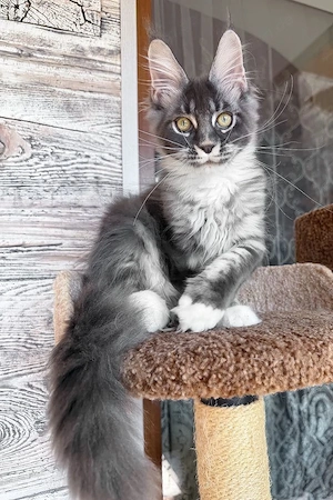 Edler Maine Coon Junge  Blue Bicolor  4 Monate  Sanft & Ruhig Bild 2