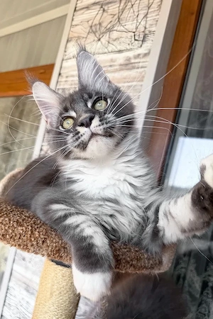 Edler Maine Coon Junge  Blue Bicolor  4 Monate  Sanft & Ruhig