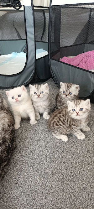 BKH Baby Katze 
