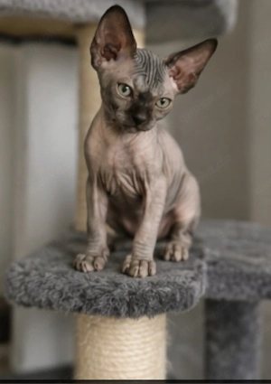 Sphynx Kitten 