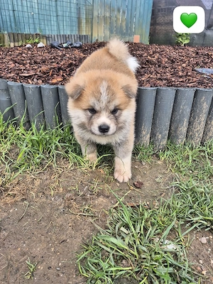 3 Akita inu Rüden suchen ein zu hause