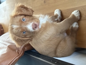 Nova Scotia Duck Tolling Retriever Welpen Bild 2