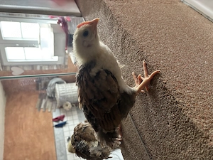 Küken schwedisches blumenhuhn küken 
