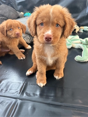 Nova Scotia Duck Tolling Retriever Welpen Bild 4