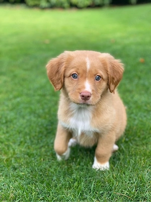Nova Scotia Duck Tolling Retriever Welpen Bild 5