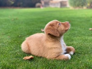 Nova Scotia Duck Tolling Retriever Welpen Bild 3