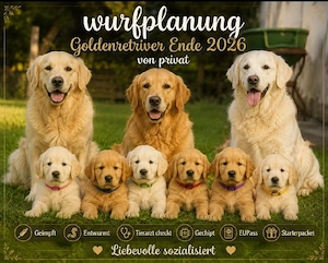 Goldenretriver Wurf ende 2026