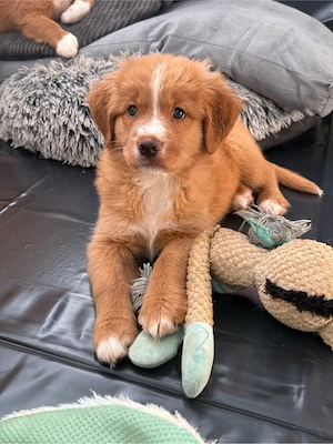 Nova Scotia Duck Tolling Retriever Welpen Bild 6