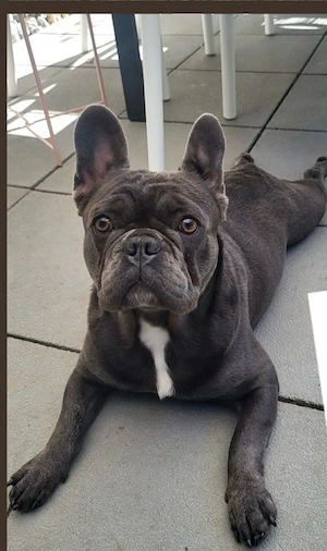 Dinah sucht ein neues liebevolles zuhause