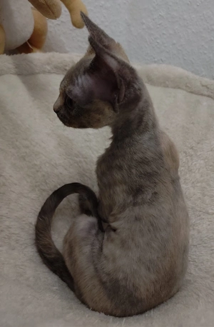 Ein Devon Rex Mädchen in Blue Tortie ist abgabebereit !