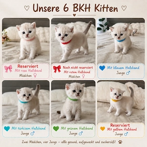 Reinrassige BKH Creme Kitten