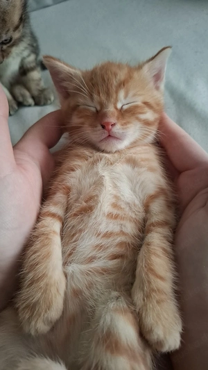 Kitten suchen neues Zuhause 
