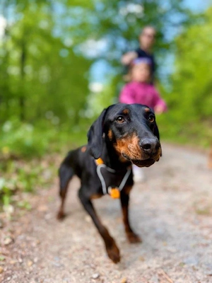 Unsere zarte Hundeseele Lily sucht ihre Menschen fürs Leben