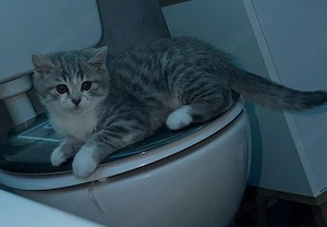 BKH Kitten ( Kater )