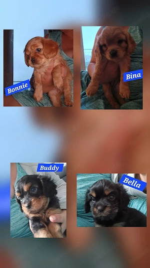 Cavapoo Welpen in gute Hände zu vermitteln 