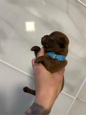 zwerggriffon chihuahua 