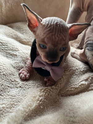 Canadian Sphynx ( M) Baby mit Tasthaare