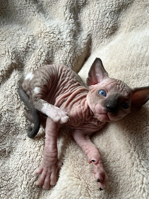 Canadian Sphynx ( M) Baby mit Tasthaare Bild 2