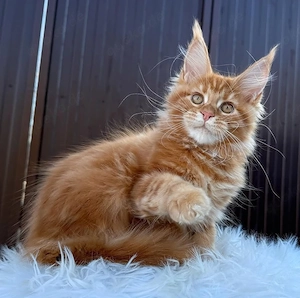 wunderschöne  Maine Coon  kitten