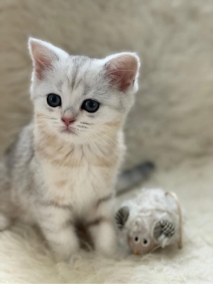 Liebevolles BKH Kitten   mädchen 