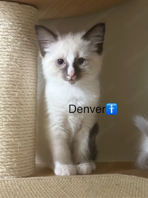 Ragdoll Kitten 4 kater und 1 Katze