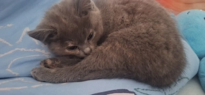 Bkh kitten ein Mädchen sucht noch ein zuhause 