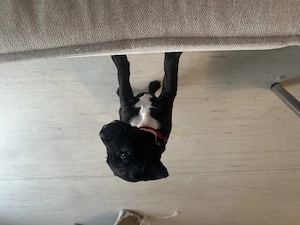 2 wunderhübsche Französische Bulldogge Miniatur Bullterrier 