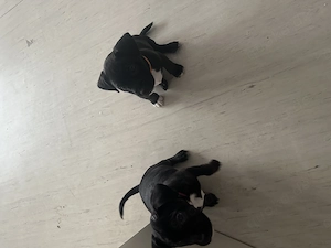2 wunderhübsche Französische Bulldogge Miniatur Bullterrier  Bild 2