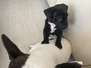 2 wunderhübsche Französische Bulldogge Miniatur Bullterrier  Bild 3
