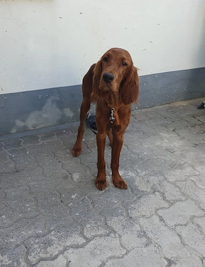 Red Irish Setter Hündin 