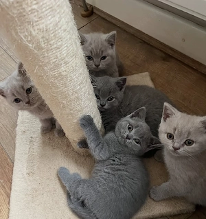 BKH Kitten Lilak ( Stammbaum